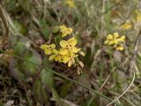 Epimedium colchicum. Соцветие с цветками и бутонами. Краснодарский край, г/о Сочи, Хостинский р-н, гора Бытха, восточный склон, широколиственный лес. 12.03.2024.