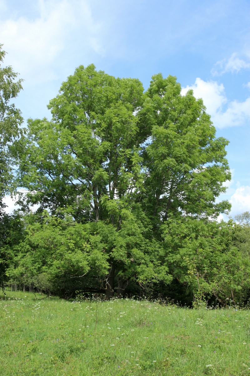 Изображение особи Fraxinus excelsior.