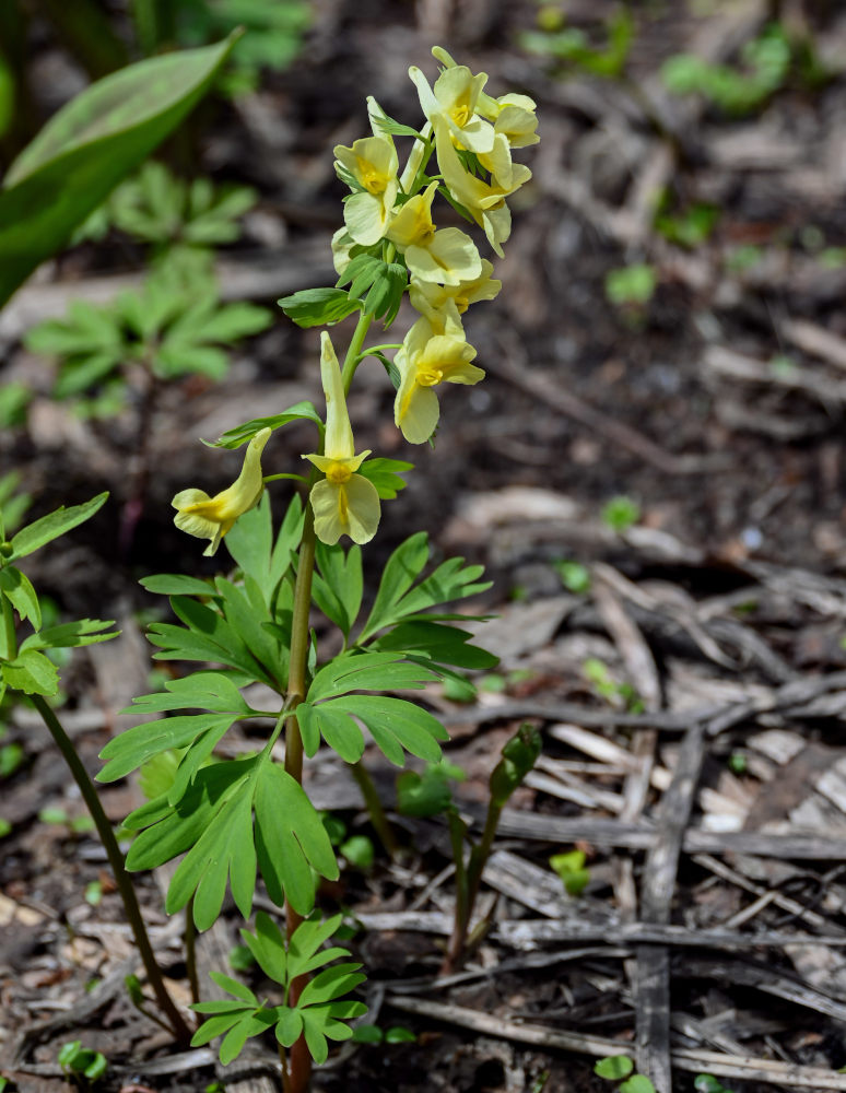 Изображение особи Corydalis bracteata.