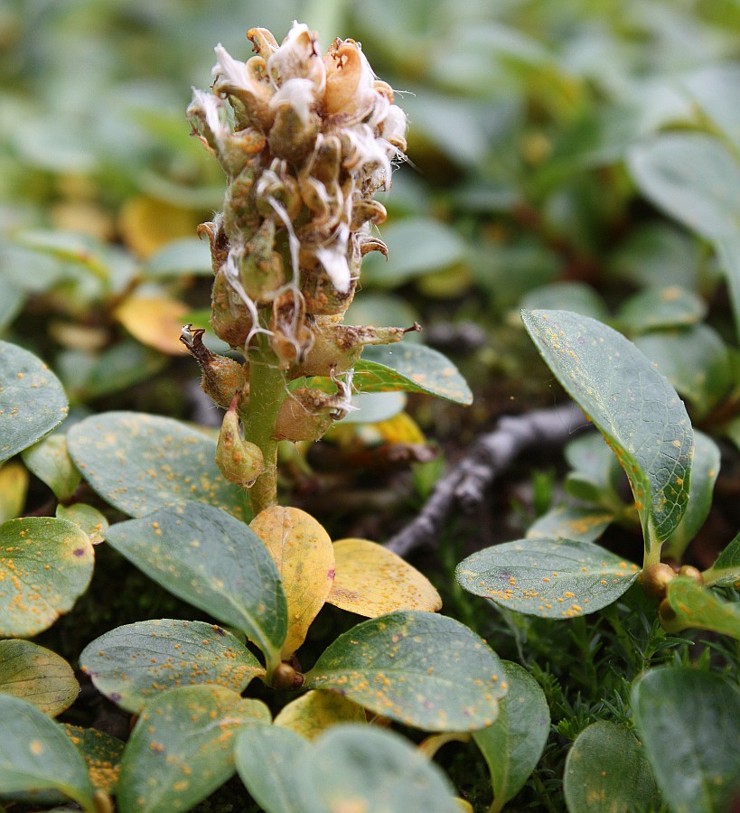 Image of Salix polaris specimen.