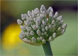 Allium cepa. Соцветие с бутонами. Московская обл., Раменский р-н, окр. дер. Хрипань, садовый участок. 05.07.2024.