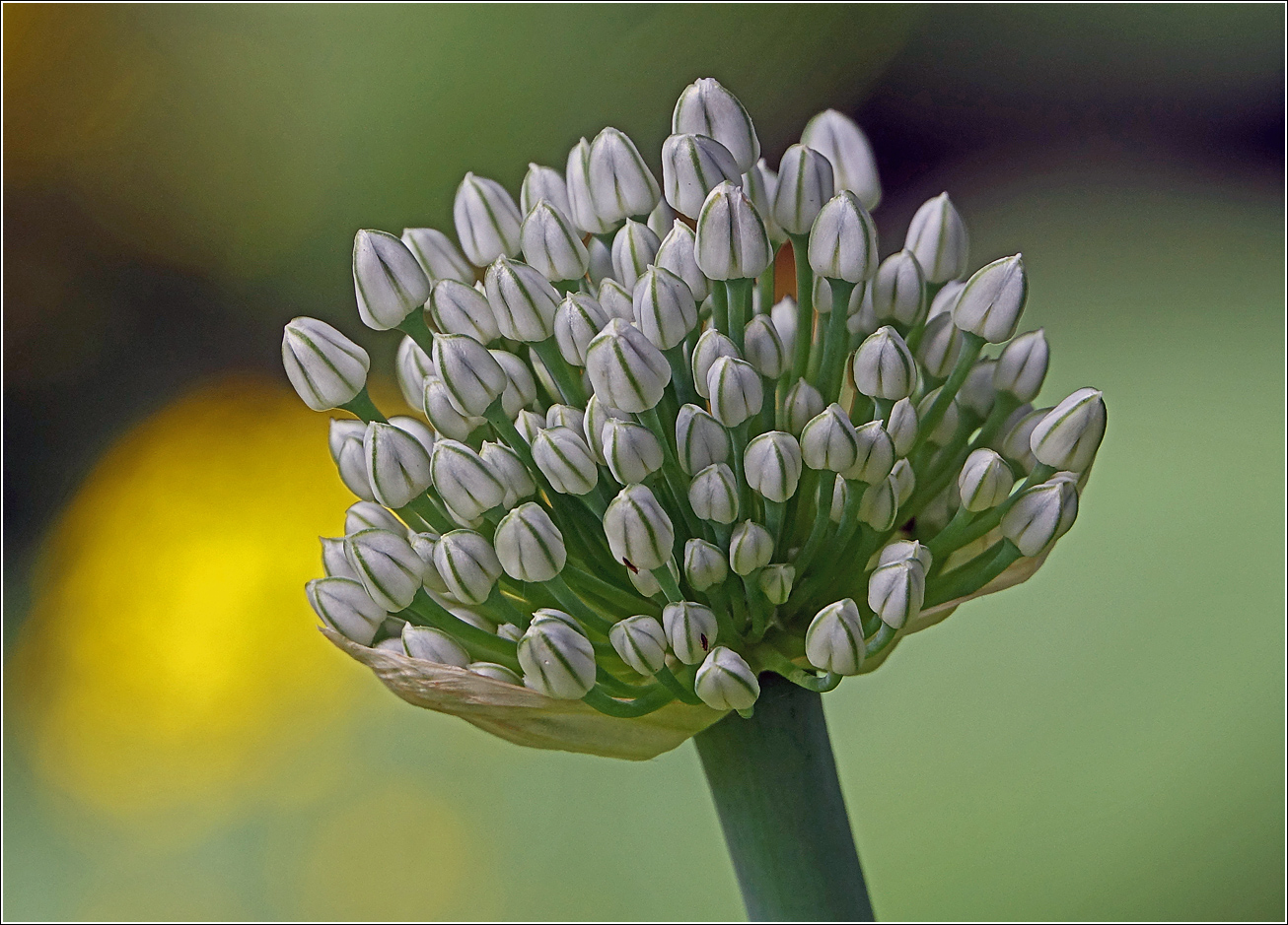 Image of Allium cepa specimen.