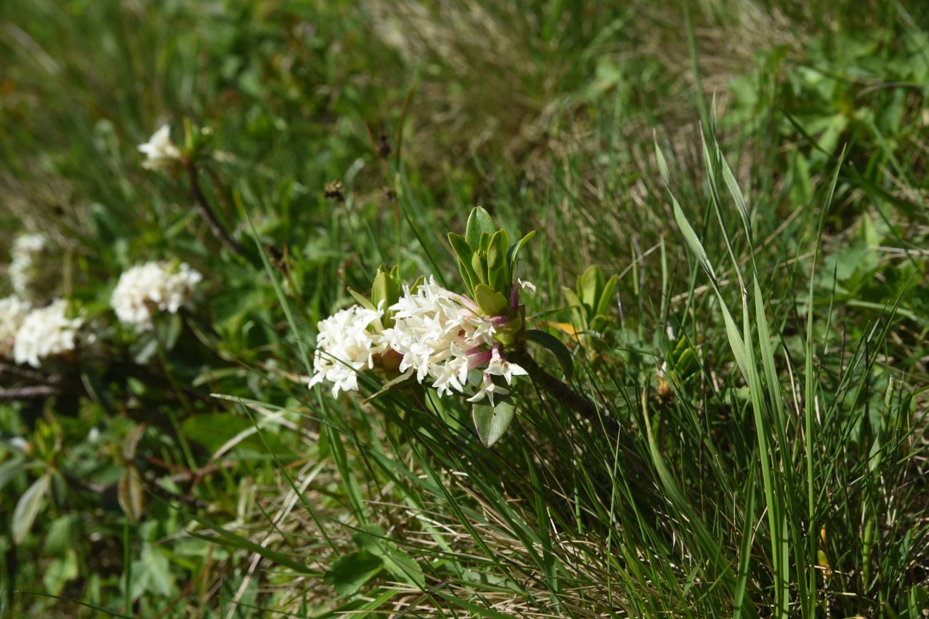Image of Daphne glomerata specimen.