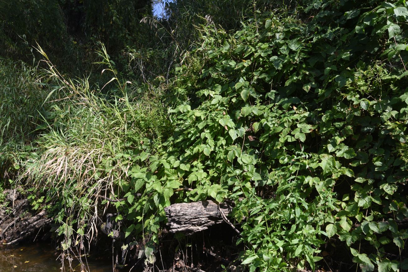 Изображение особи Rubus caesius.