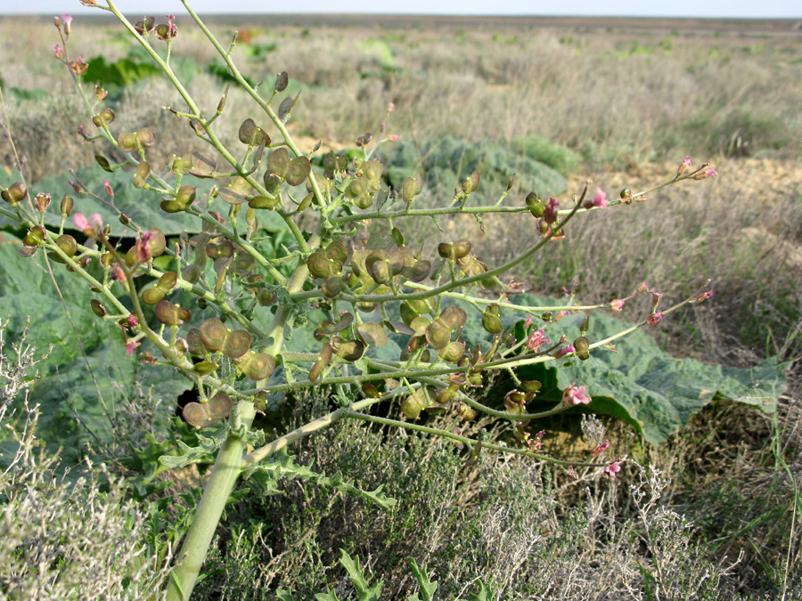 Image of Megacarpaea megalocarpa specimen.