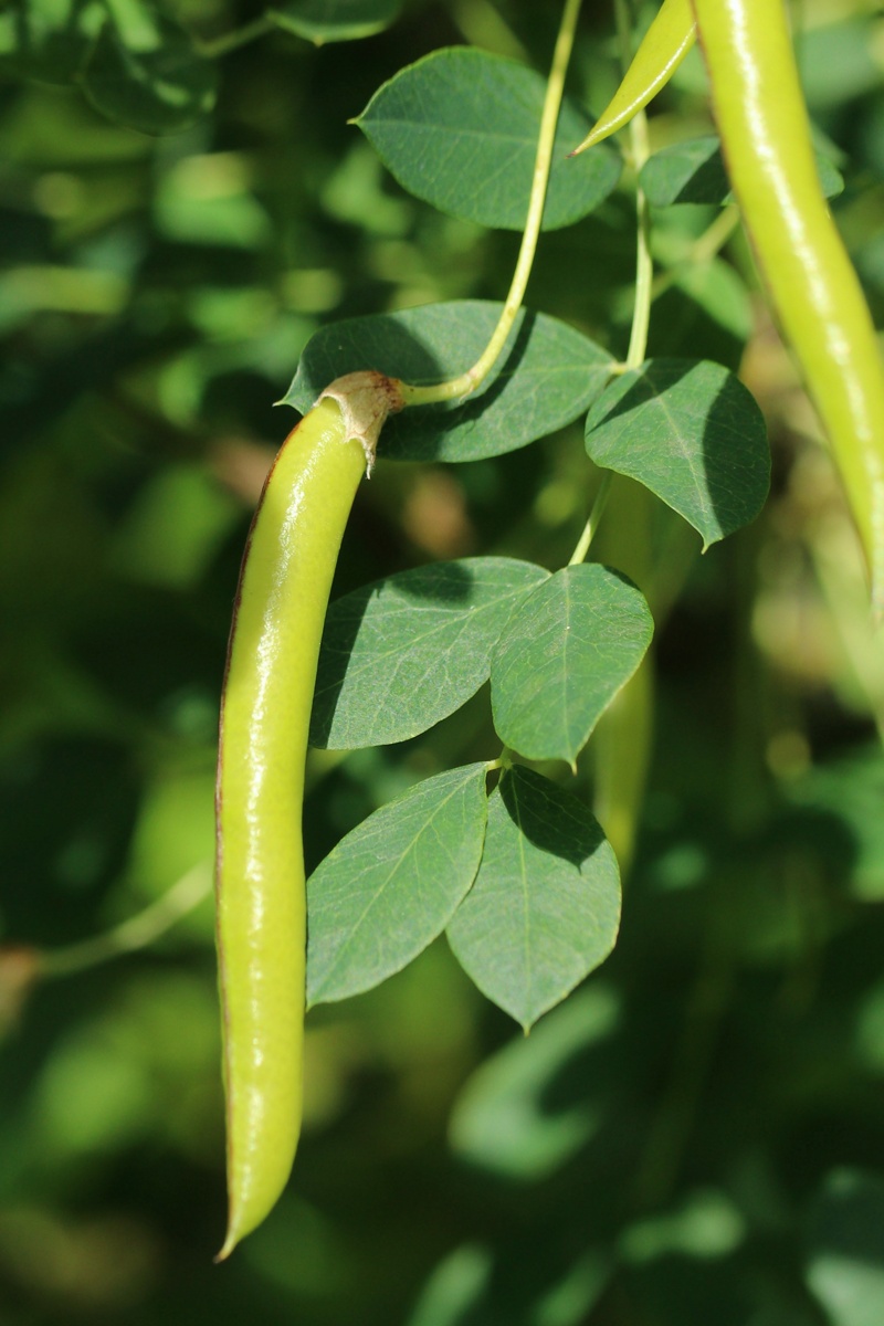 Image of Caragana arborescens specimen.