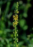 Agrimonia eupatoria