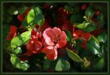 Chaenomeles japonica