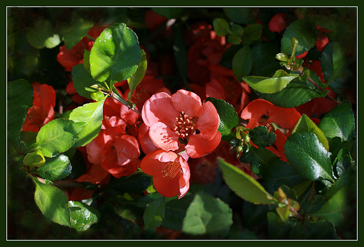 Image of Chaenomeles japonica specimen.