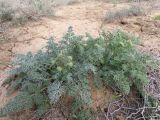 Zosima absinthifolia. Зацветающие растения. Казахстан, Туркестанская обл., Сузакский р-н, окр. пос. Кызымшек (Степной), Западная Бетпак-Дала, глинистая полынная пустыня. 12 апреля 2025 г.