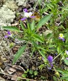 Viola tricolor. Верхушка цветущего растения. Республика Карелия, Ладожское озеро, ос-в Сюскюянсаари, прибрежные скалы. Начало июля.