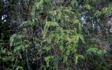 Cephalotaxus harringtonia