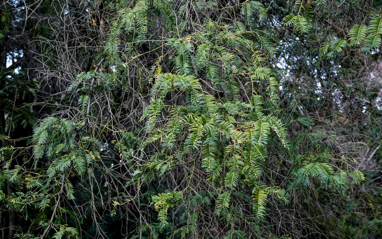 Изображение особи Cephalotaxus harringtonia.
