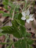 Moehringia lateriflora. Верхушка цветущего побега. Хабаровский край, г. Комсомольск-на-Амуре, Амурлитмашевские сопки, край смешанного леса. 11.05.2025.