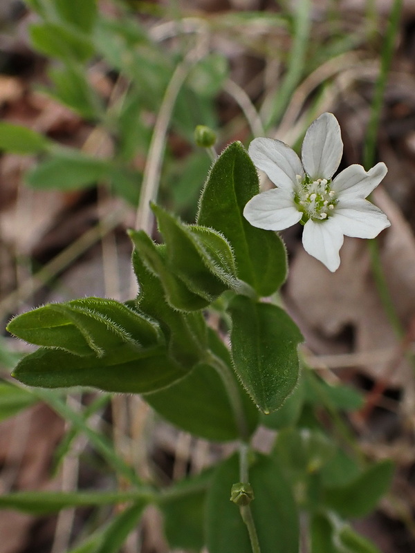 Изображение особи Moehringia lateriflora.