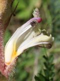 Orobanche callieri. Цветок в разрезе. Крым, Севастополь, Байдарская дол., опушка лиственного леса (паразитирует на Vicia sativa; вторично связано с Medicago rigidula). 29 мая 2025 г.