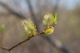 Salix caprea