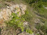род Rubus