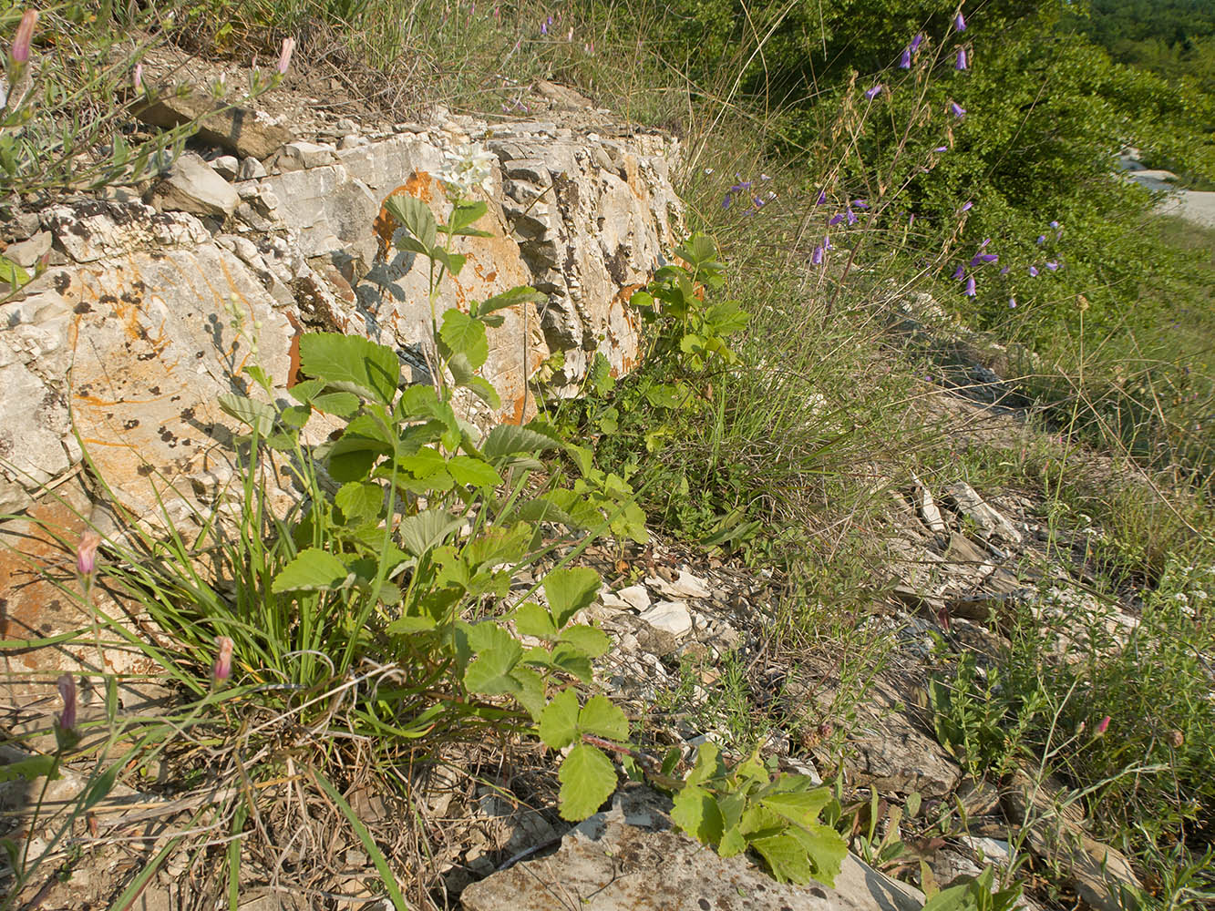 Image of genus Rubus specimen.