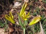 Gagea aipetriensis. Соцветие. Крым, Ю. склон г. Ай-Петри, возле вершины. 6 апреля 2010 г.