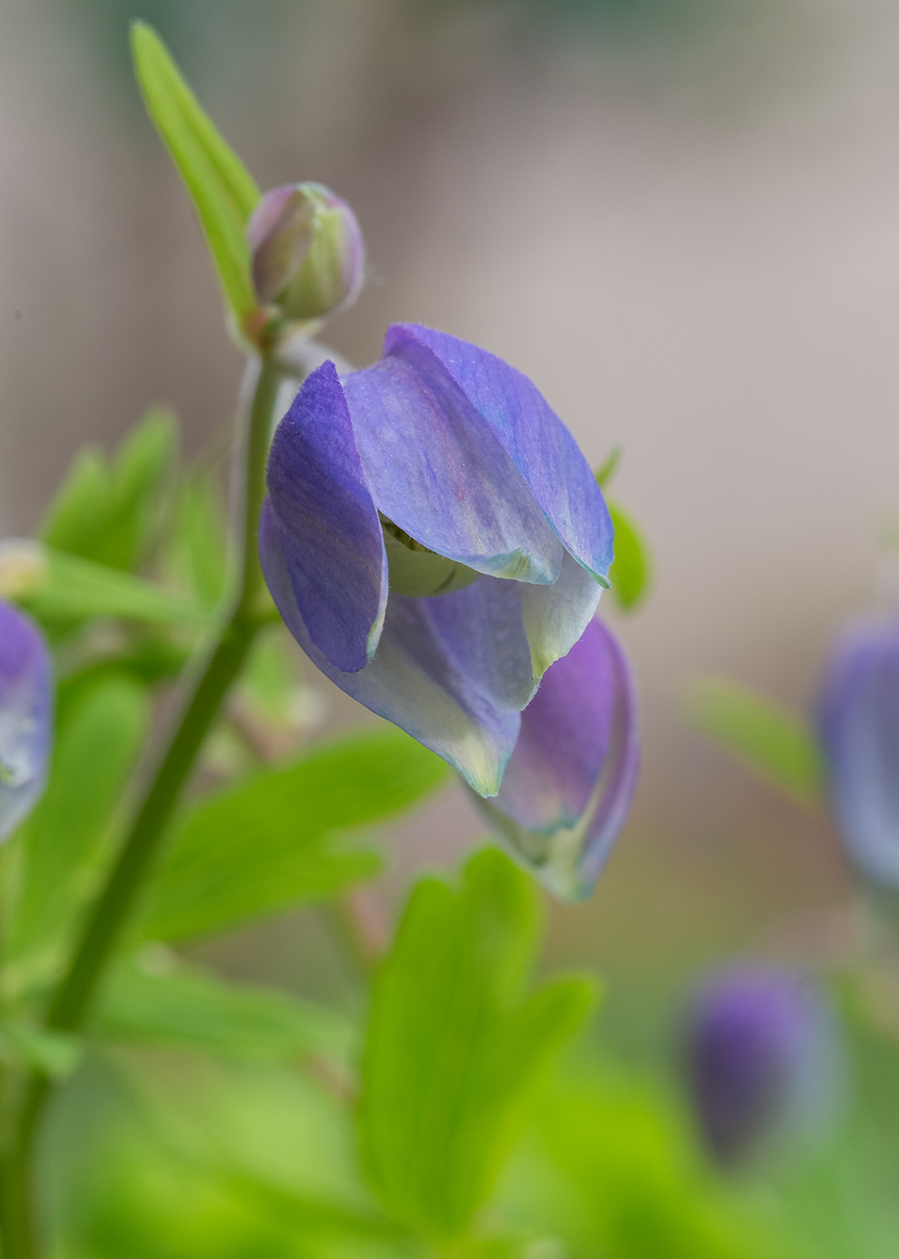 Image of Aquilegia glandulosa specimen.