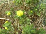 Ononis pubescens