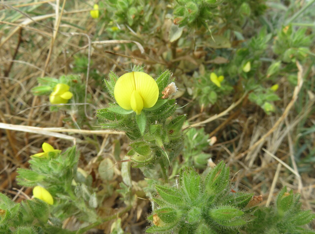 Image of Ononis pubescens specimen.