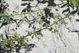 genus Scrophularia