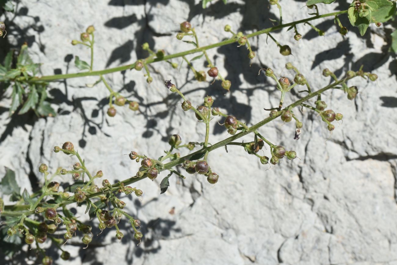 Изображение особи род Scrophularia.