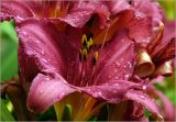 Hemerocallis × hybrida