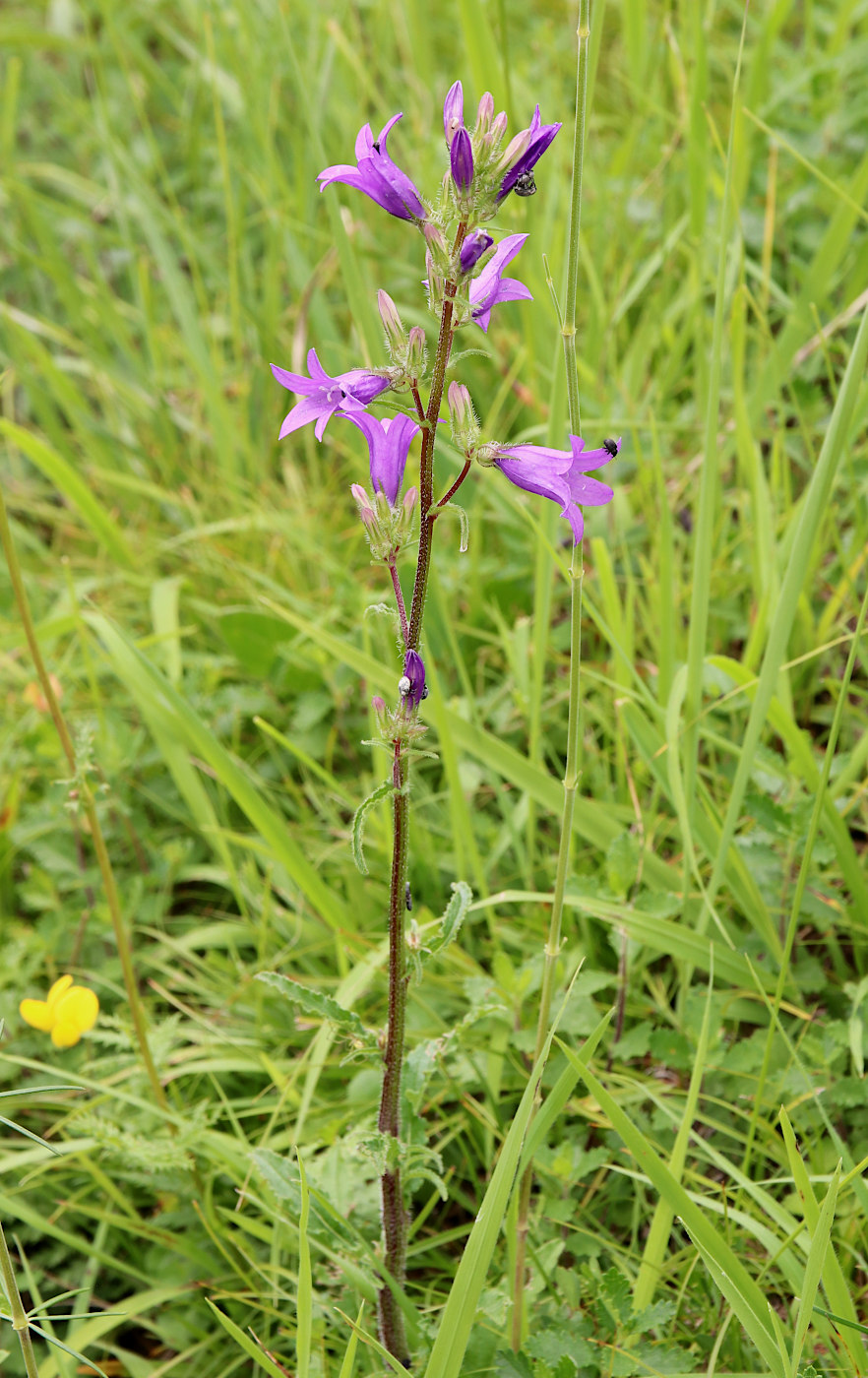 Image of Campanula sibirica specimen.