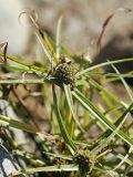 Cyperus michelianus. Соцветия и прицветные листья. Приморский край, Октябрьский р-н, окр. с. Чернятино, дол. р. Раздольная на левом берегу, пойма, на галечниково-илистой отмели. 08.09.2025.