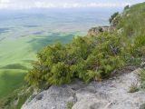 Juniperus oblonga. Растение с шишкоягодами. Карачаево-Черкесия, Зеленчукский р-н, гора Джангур, ≈ 1500 м н.у.м., кромка известнякового обрыва. 04.06.2025.