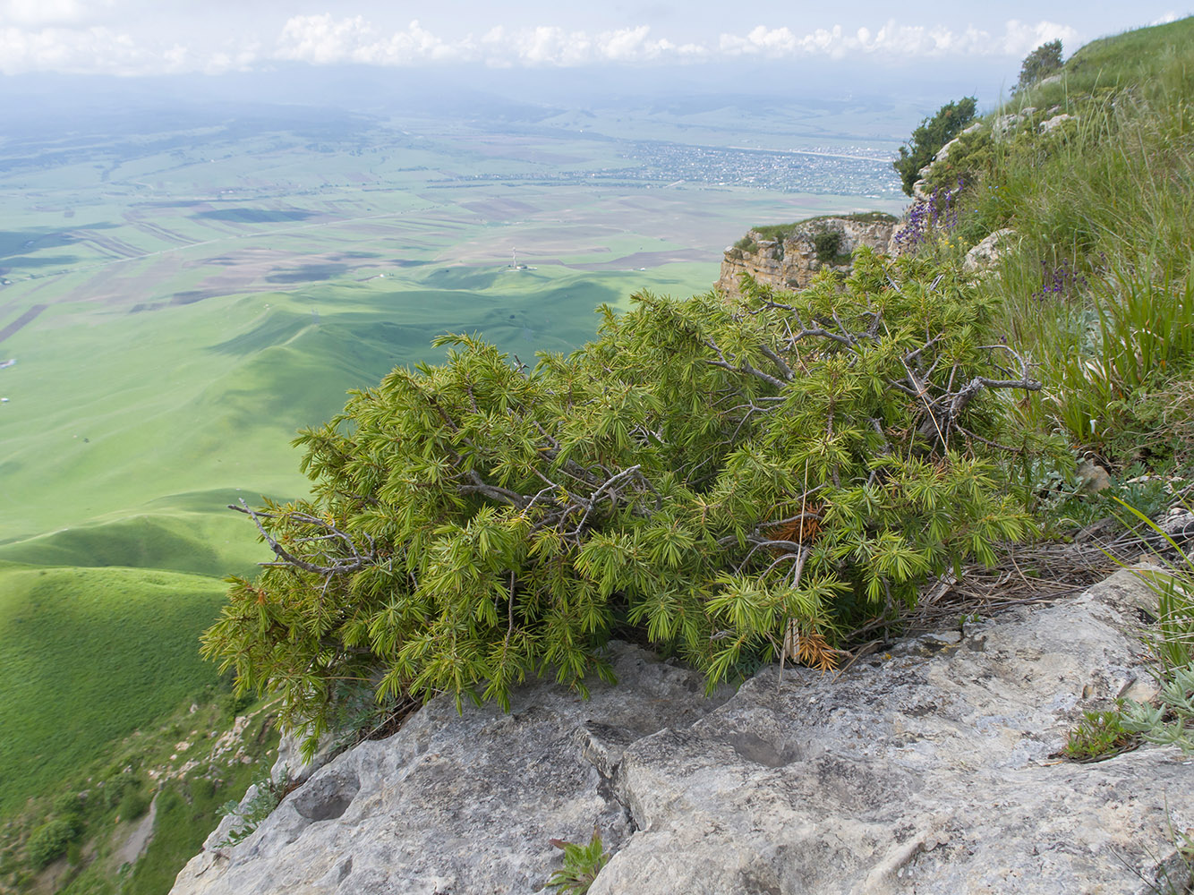 Image of Juniperus oblonga specimen.