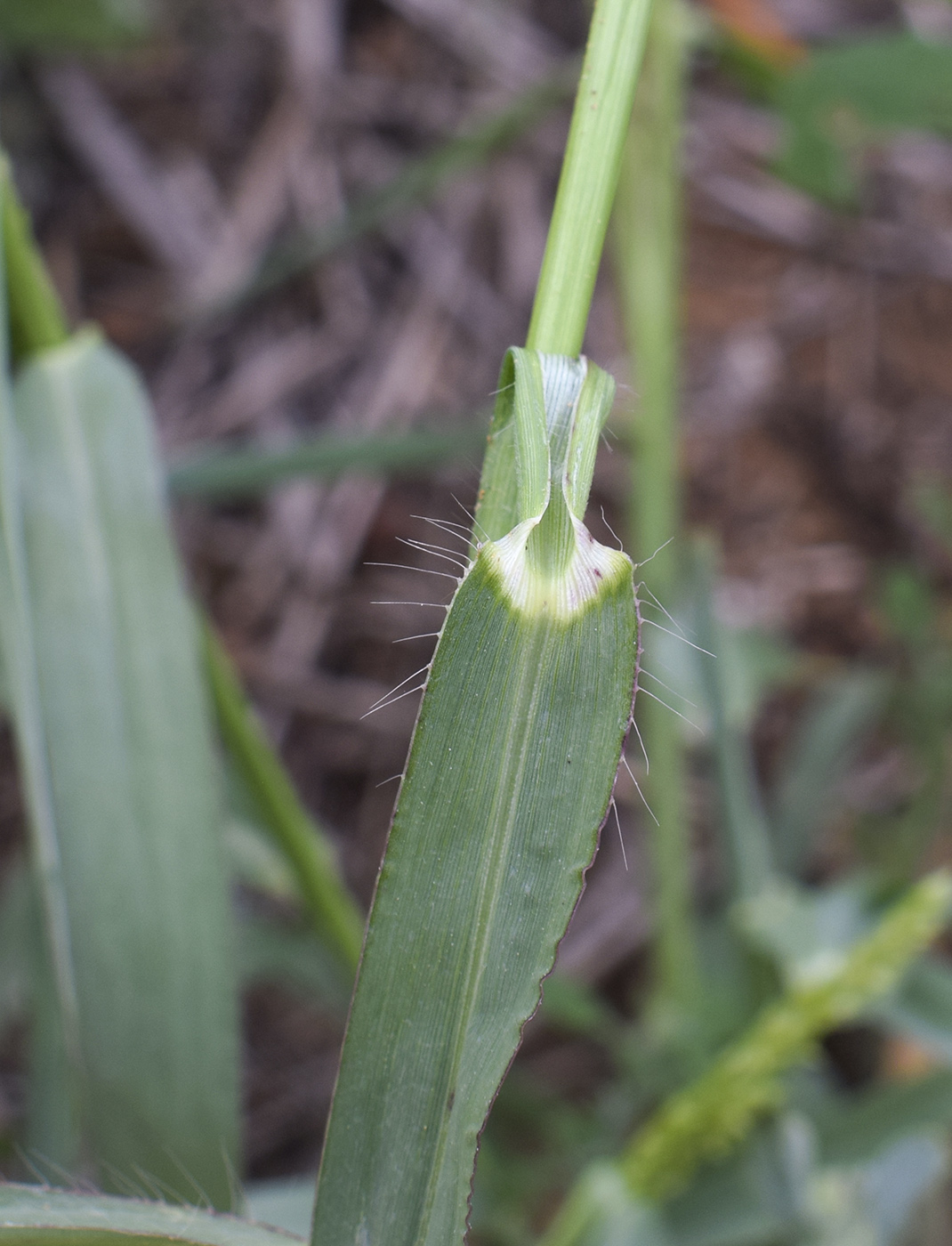 Image of genus Echinochloa specimen.