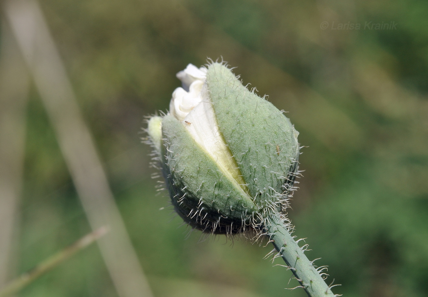 Изображение особи Papaver sokolovskajae.