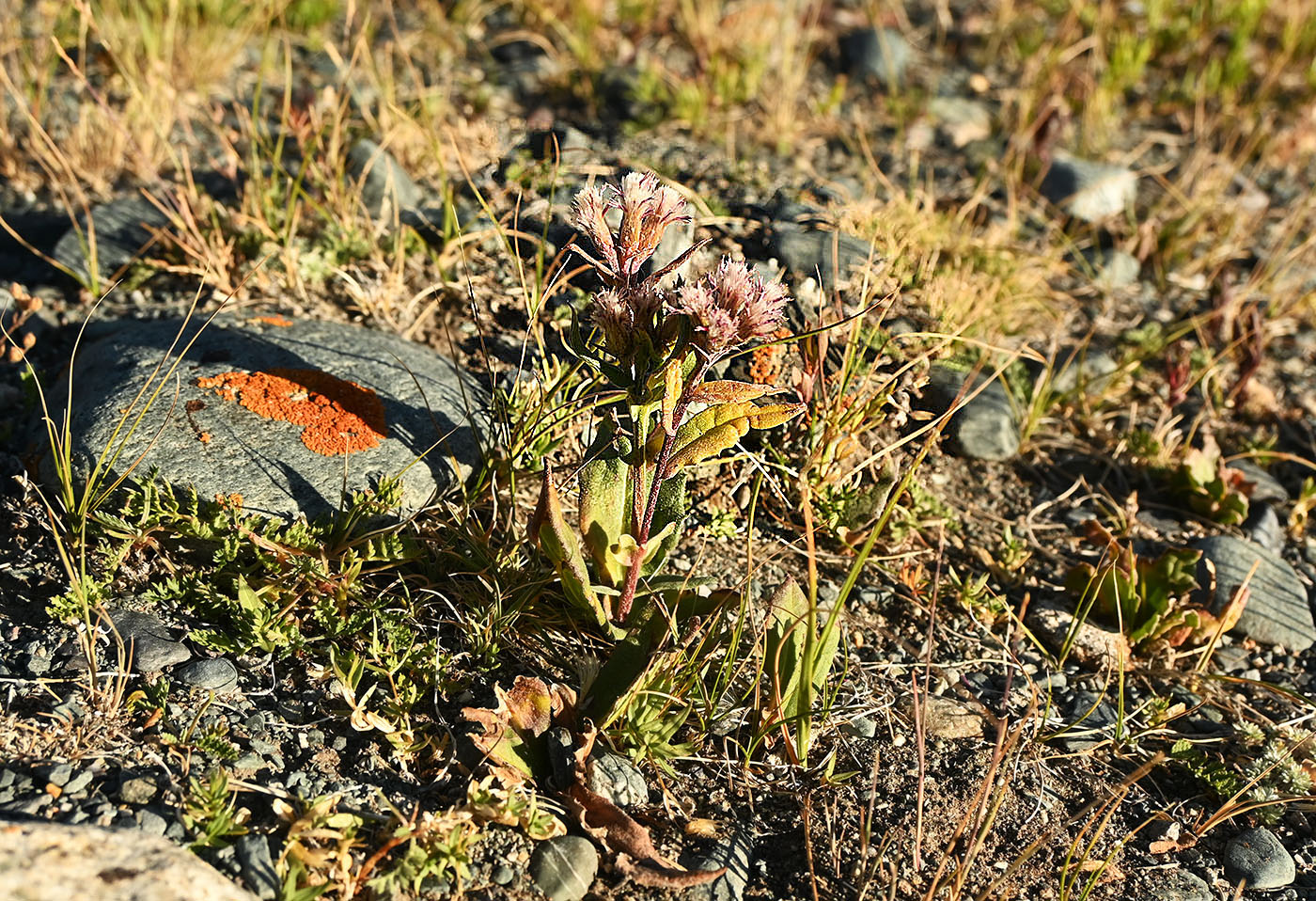 Изображение особи Saussurea pseudoalpina.