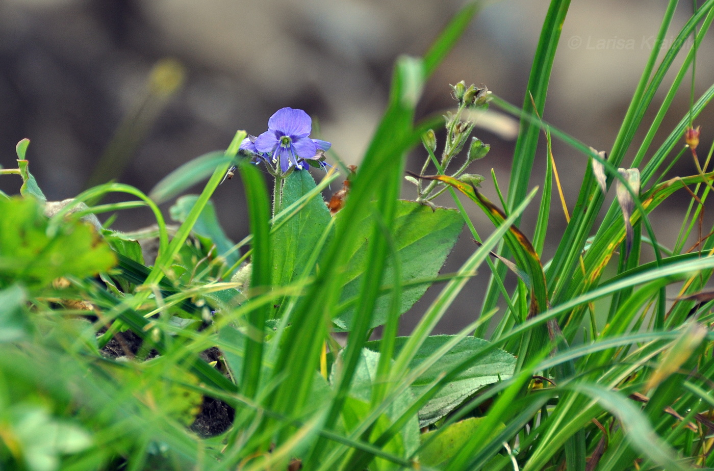 Image of Veronica grandiflora specimen.