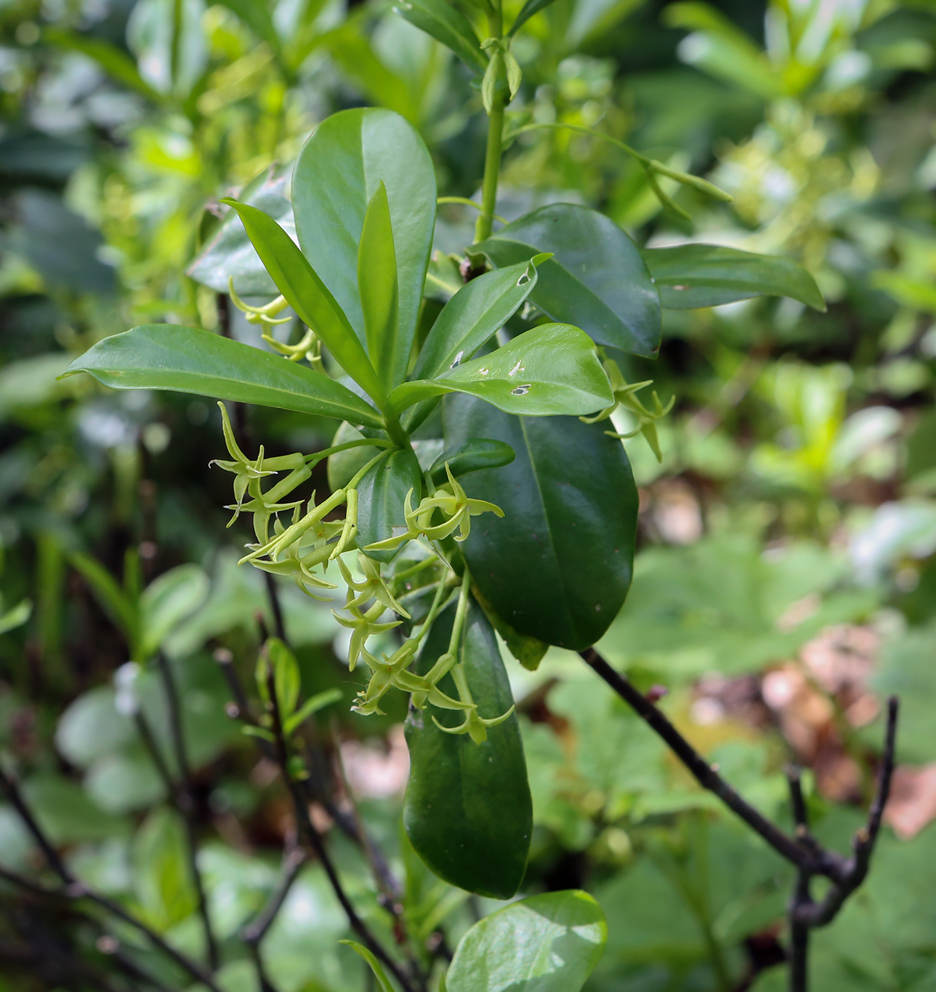 Изображение особи Daphne pontica.