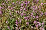 Thymus pallasianus
