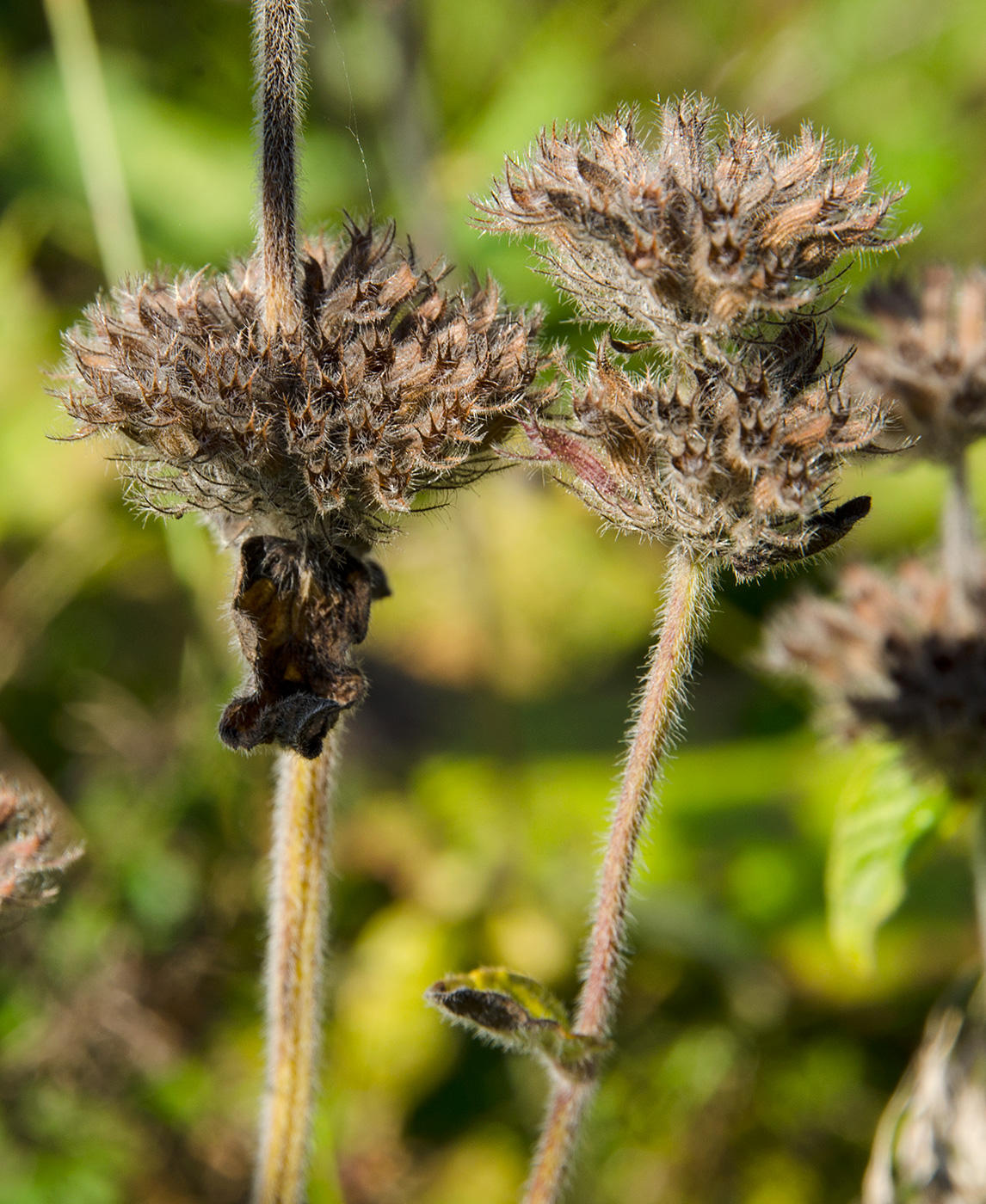Image of Clinopodium vulgare specimen.