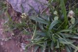 род Plantago. Листья. Турция, ил Хаккари, Кырыкдаг Яйла, 920 м от базового лагеря в сторону озера, выс. ок. 2600 м н.у.м., среди камней. 24 мая 2025 г.