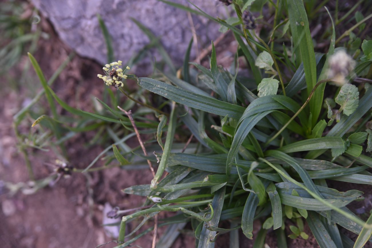 Изображение особи Plantago atrata.