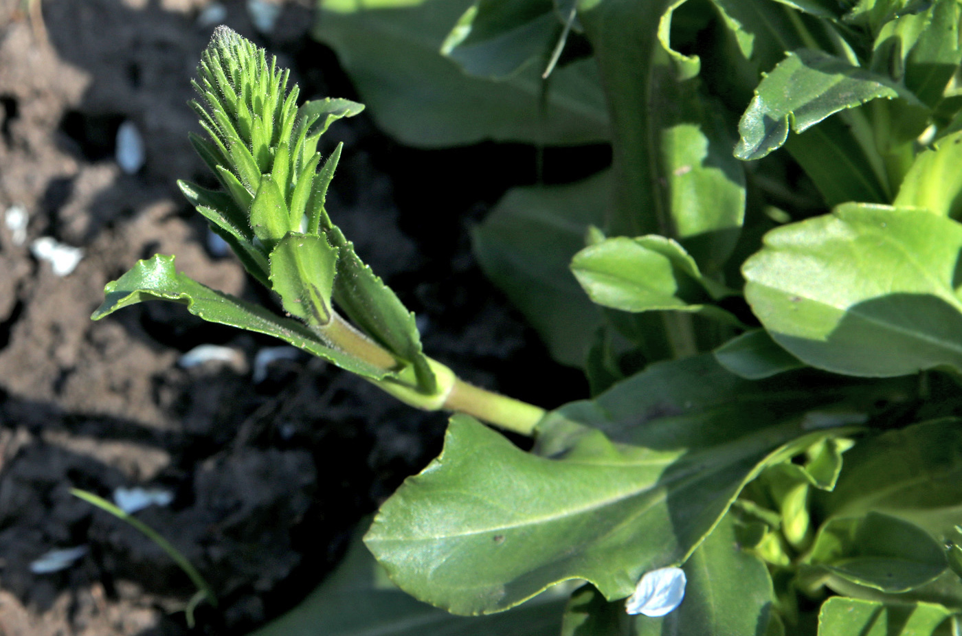 Изображение особи Veronica gentianoides.