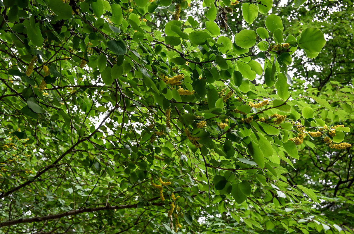 Image of Berberis dasystachya specimen.