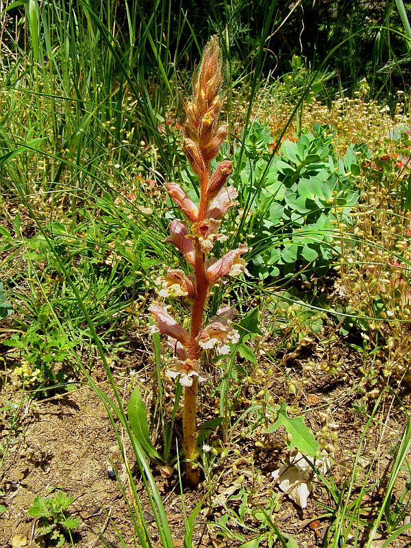 Изображение особи Orobanche callieri.