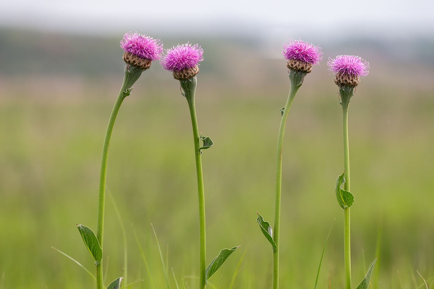 Image of Stemmacantha serratuloides specimen.
