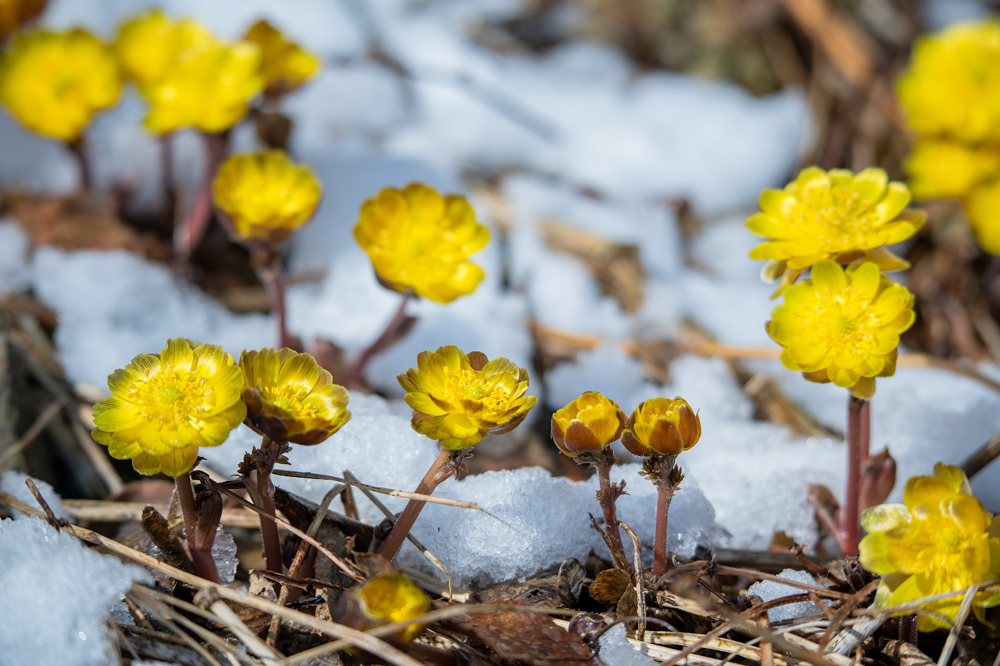 Изображение особи Adonis amurensis.
