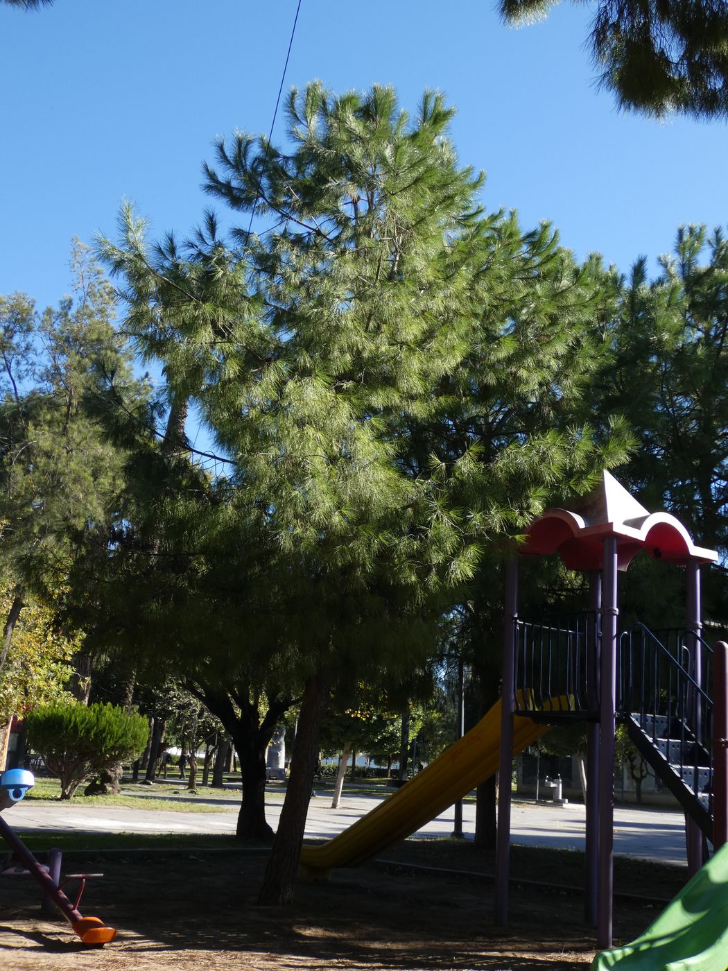 Image of Pinus brutia specimen.