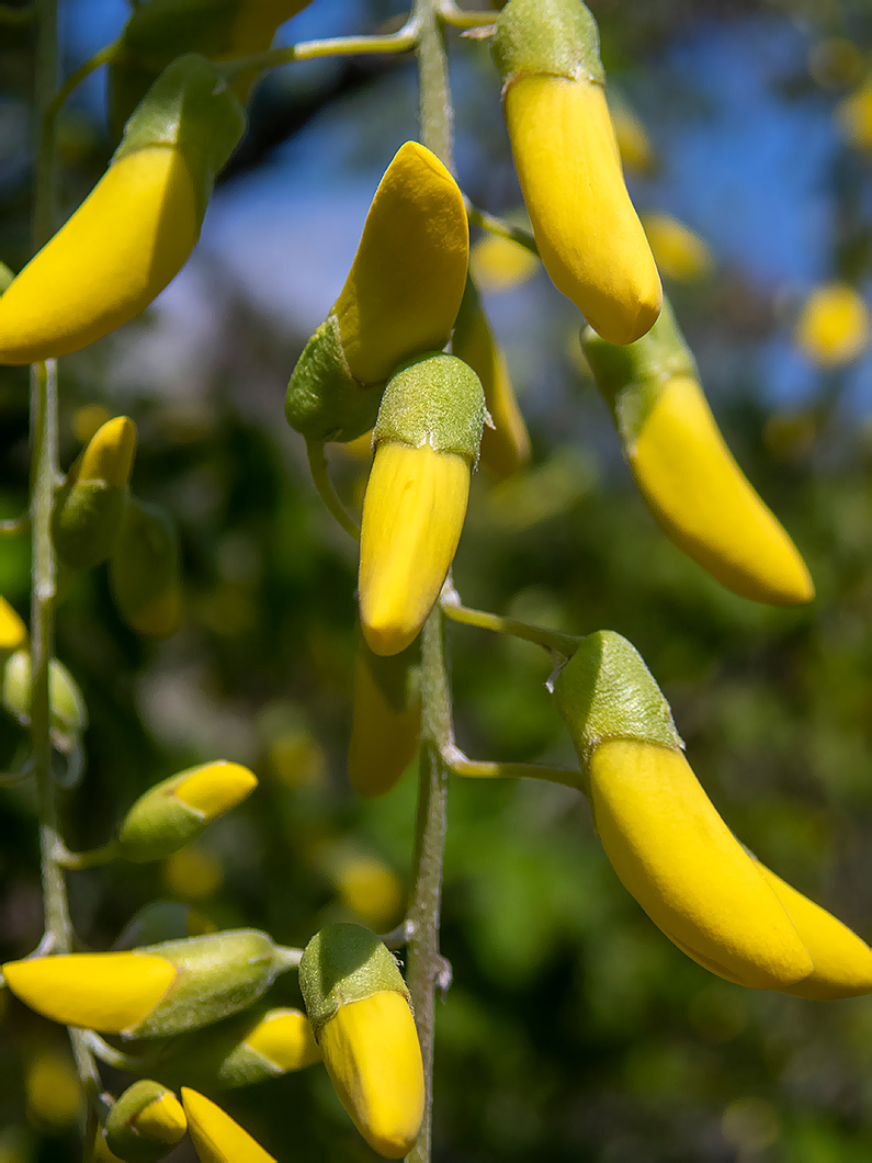 Image of Laburnum anagyroides specimen.